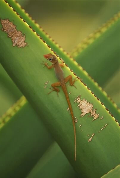 Watt's Anole Lizard - on agave - Antigua, West Indies