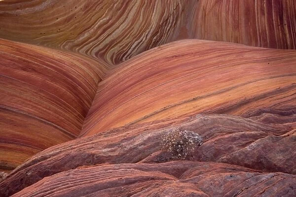 The Wave - an extraordinary area of sinuous eroded banded sandstone rocks in the Paria-Vermillion Cliffs National Monument, Arizona (on the border with Utah)