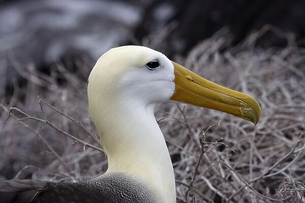 Waved Albatros. Espagnola Island. Galapagos Islands