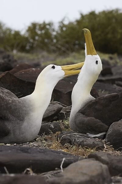 Waved Albatros. Espagnola Island. Galapagos Islands