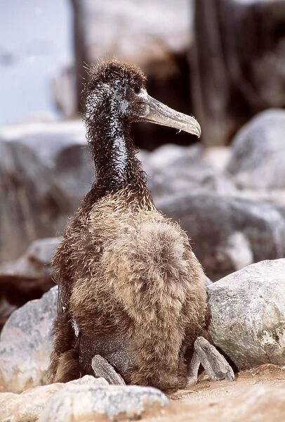 Waved Albatross - chick - Galapagos Islands AU-1612