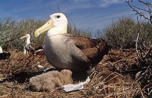 Waved Albatross - with chick - Punta Suarez, Espanola Island, Galapagos Islannds AU-779