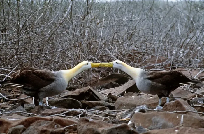Framed Print : Waved Albatross - courtship display - Hood Island, Galapagos Islands AU-1503 Framed Print : Waved Albatross - courtship display - Hood Island, Galapagos Islands AU-1503