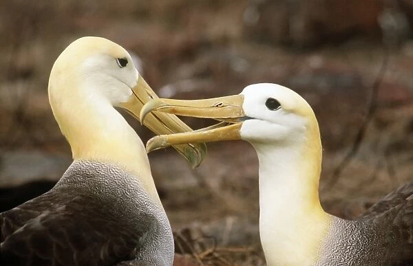 Waved Albatross - courtship display - Punta Suarez, Espanola Island, Galapagos Islannds AU-780