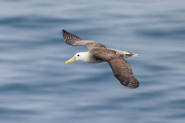 Waved albatross flying, Espanola Island, Galapagos Islands, Ecuador. Date: 31-07-2021