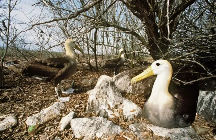 Framed Print : Waved Albatross - Punta Suarez, Espanola Island, Galapagos Islannds AU-758 Framed Print : Waved Albatross - Punta Suarez, Espanola Island, Galapagos Islannds AU-758