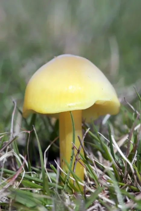 Framed Print : Wax Cap Fungus - UK Framed Print : Wax Cap Fungus - UK