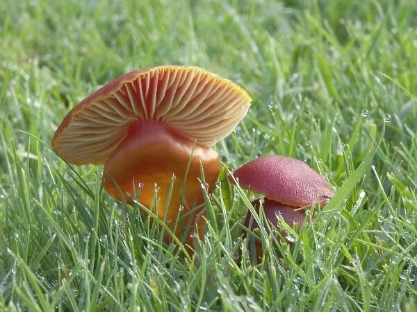 Wax Cap on mature pasture - Occurs late summer to autumn, inedible, Leicester, UK