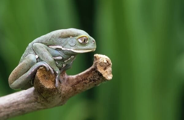 Wax Tree Frog South America