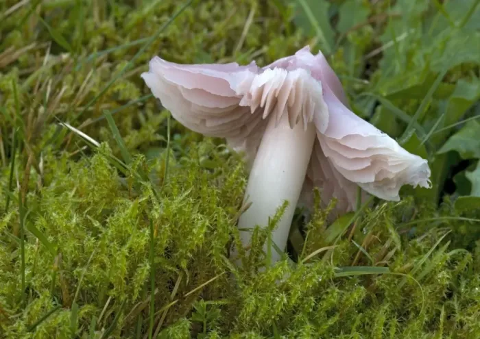 Framed Print : A waxcap, the pink ballerina in ancient turf. Old churchyard Framed Print : A waxcap, the pink ballerina in ancient turf. Old churchyard
