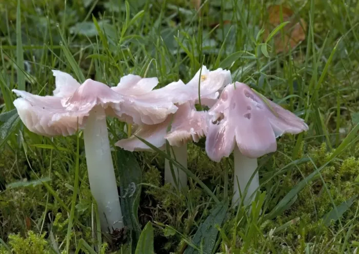 Framed Print : A waxcap, the pink ballerina in ancient turf. Old churchyard Framed Print : A waxcap, the pink ballerina in ancient turf. Old churchyard