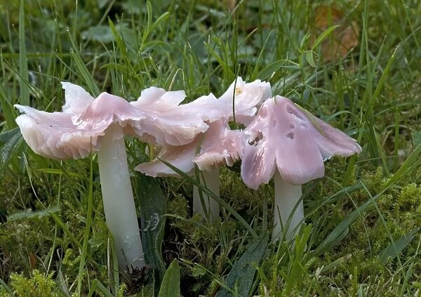 A waxcap, 'the pink ballerina' in ancient turf. Old churchyard