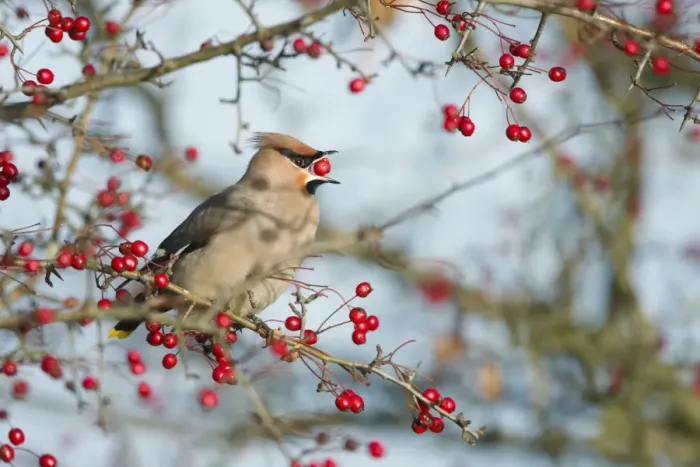 Framed Print : Waxwing. ROY-503. Waxwing (Bohemian) - Eating hawthorn berry Framed Print : Waxwing. ROY-503. Waxwing (Bohemian) - Eating hawthorn berry