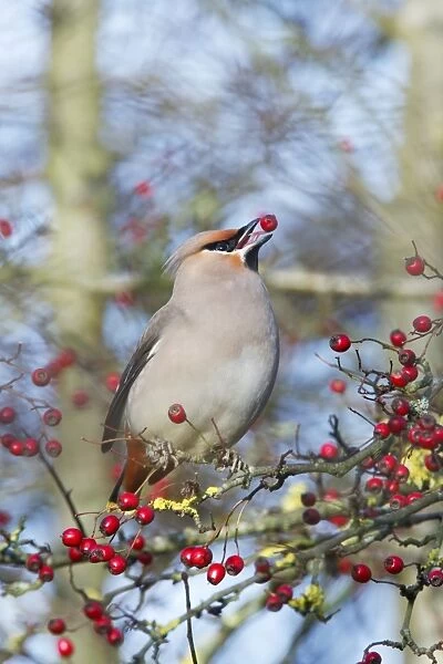 Waxwing. ROY-504. Waxwing (Bohemian) - Eating hawthorn berry and showing the tongue