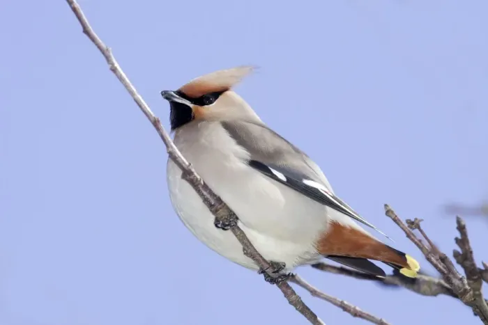 Framed Print : Waxwing. Alsace - France Framed Print : Waxwing. Alsace - France