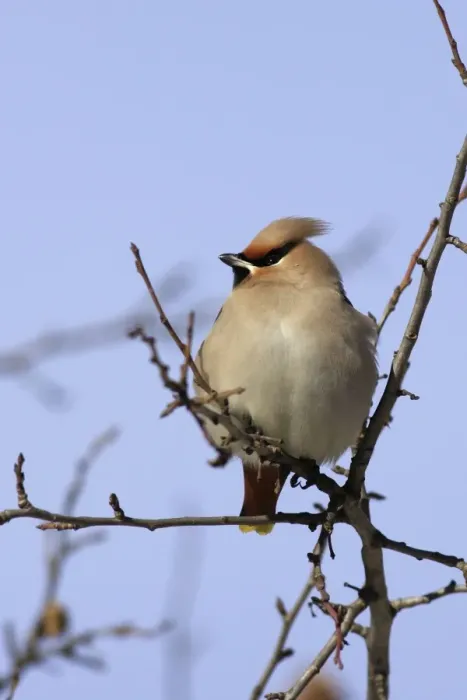 Framed Print : Waxwing. Alsace - France Framed Print : Waxwing. Alsace - France