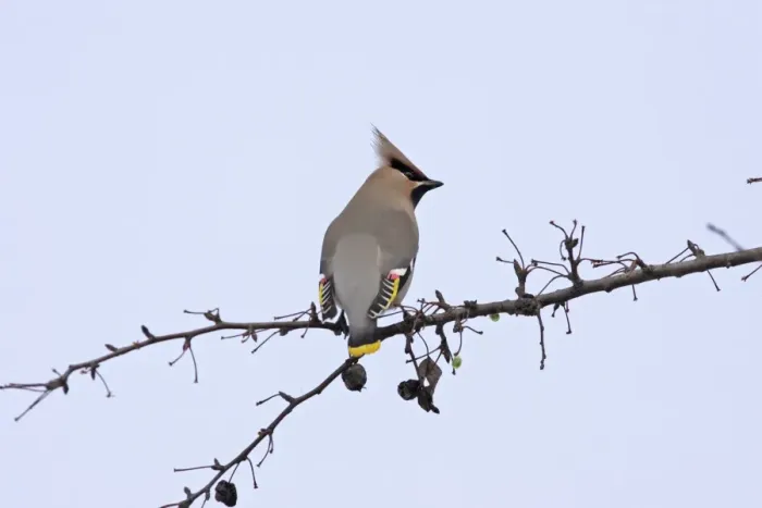 Framed Print : Waxwing. Alsace - France Framed Print : Waxwing. Alsace - France