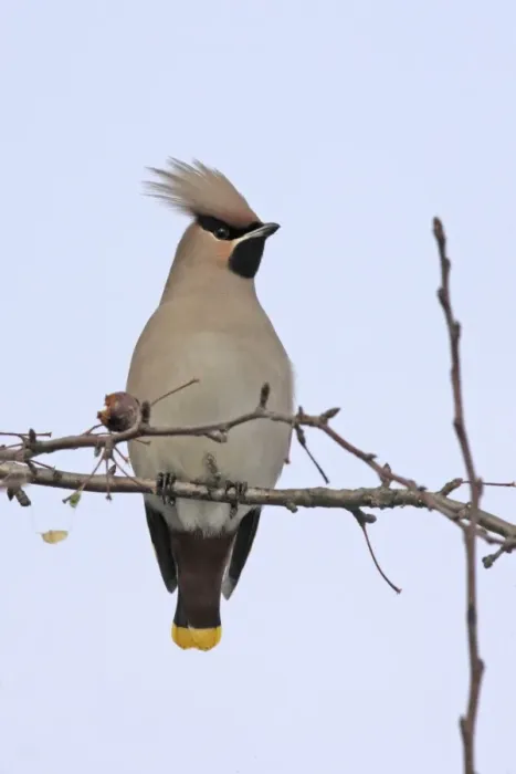 Framed Print : Waxwing. Alsace - France