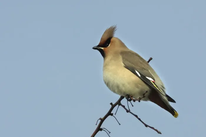 Framed Print : Waxwing. Alsace - France Framed Print : Waxwing. Alsace - France