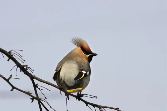 Framed Print : Waxwing. Alsace - France Framed Print : Waxwing. Alsace - France