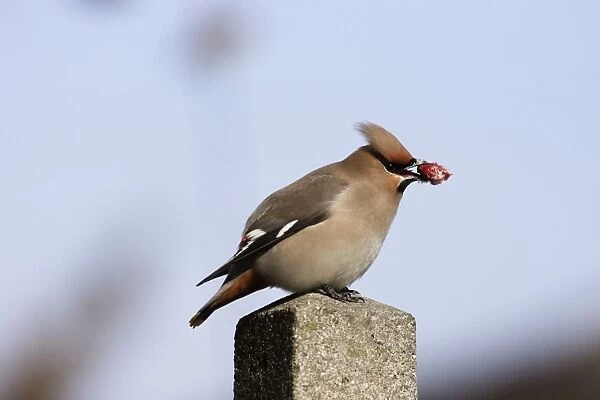 Waxwing - with berry in beak. Alsace - France