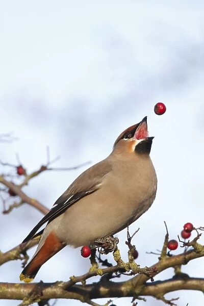 Waxwing (Bohemian) - tossing hawthorn berry before swallowing - Typical behaviour of waxwings as they turn the berry for swallowing - Cleveland - UK