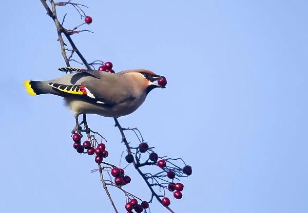 Waxwing - eating berries form a tree and showing adult male wing detail - November - Cannock Chase - Staffordshire - England