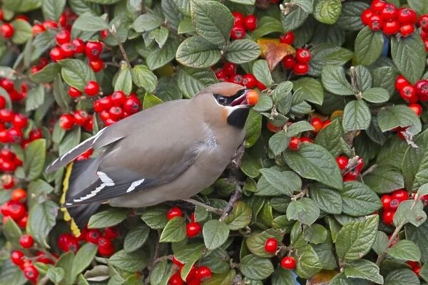 Waxwing - eating a berry in winter - Falmouth, Cornwall, UK