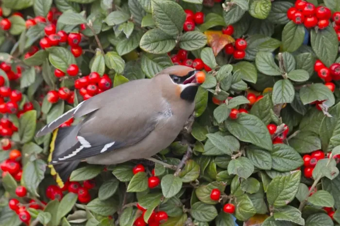 Framed Print : Waxwing - eating a berry in winter - Falmouth, Cornwall, UK