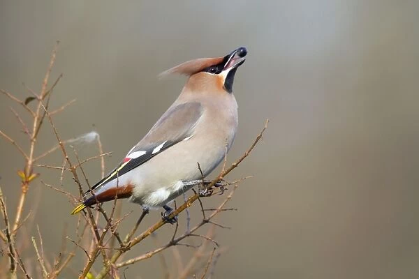 Waxwing - eating a berry - winter - UK