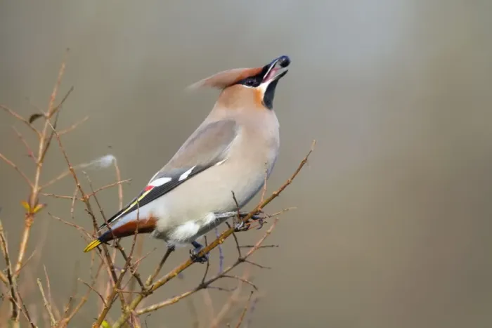 Framed Print : Waxwing - eating a berry - winter - UK Framed Print : Waxwing - eating a berry - winter - UK