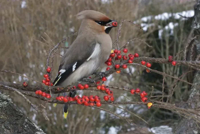 Framed Print : Waxwing eating Cotoneaster lacteus berries. Alsace - France Framed Print : Waxwing eating Cotoneaster lacteus berries. Alsace - France