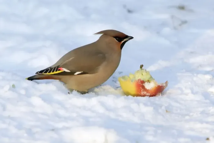 Framed Print : Waxwing-Feeding on an apple in garden Lower Saxony, Germany Framed Print : Waxwing-Feeding on an apple in garden Lower Saxony, Germany