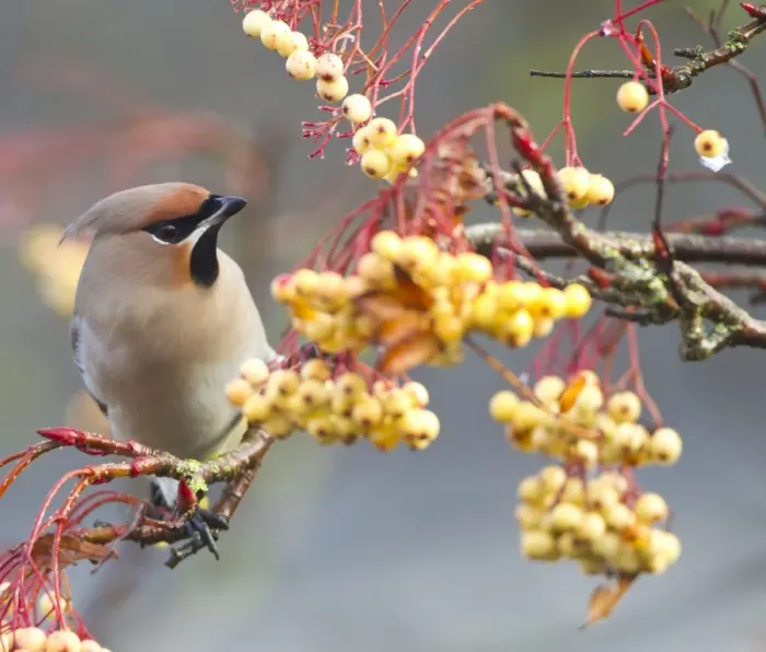 Framed Print : Waxwing - feeding on berries - Oxon - UK - December Framed Print : Waxwing - feeding on berries - Oxon - UK - December
