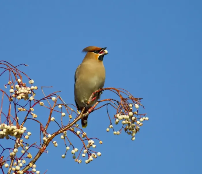 Framed Print : Waxwing - feeding on berries - Oxon - UK - January Framed Print : Waxwing - feeding on berries - Oxon - UK - January
