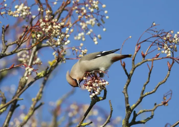 Framed Print : Waxwing - feeding on berries - Oxon - UK - January Framed Print : Waxwing - feeding on berries - Oxon - UK - January
