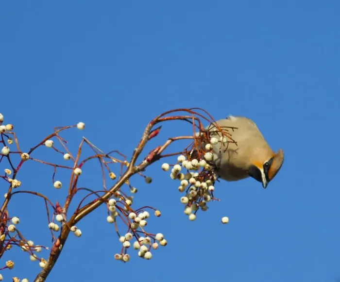 Framed Print : Waxwing - feeding on berries - Oxon - UK - January Framed Print : Waxwing - feeding on berries - Oxon - UK - January