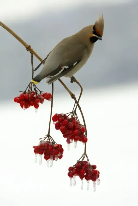 Framed Print : Waxwing-Feeding on frozen Guelder-rose berries Lower Saxony, Germany Framed Print : Waxwing-Feeding on frozen Guelder-rose berries Lower Saxony, Germany