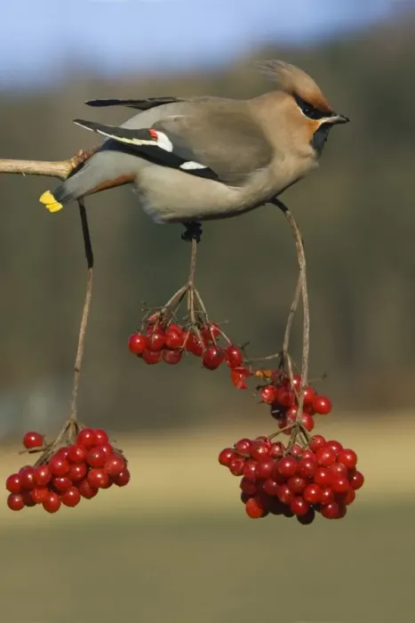 Framed Print : Waxwing-Feeding on Guelder-rose berries Lower Saxony, Germany Framed Print : Waxwing-Feeding on Guelder-rose berries Lower Saxony, Germany
