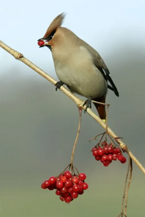 Framed Print : Waxwing-Feeding on Guelder-rose berries Lower Saxony, Germany Framed Print : Waxwing-Feeding on Guelder-rose berries Lower Saxony, Germany