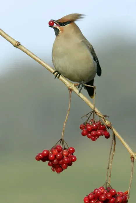 Framed Print : Waxwing-Feeding on Guelder-rose berries Lower Saxony, Germany