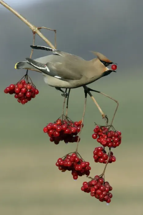 Framed Print : Waxwing-Feeding on Guelder-rose berries Lower Saxony, Germany Framed Print : Waxwing-Feeding on Guelder-rose berries Lower Saxony, Germany