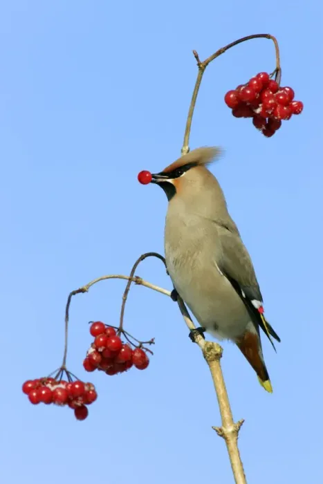 Framed Print : Waxwing-Feeding on Guelder-rose berries Lower Saxony, Germany Framed Print : Waxwing-Feeding on Guelder-rose berries Lower Saxony, Germany