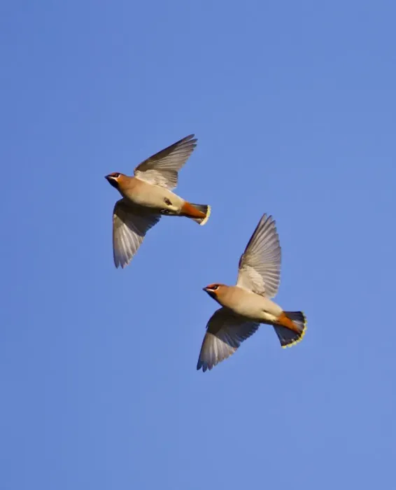 Framed Print : Waxwing - in flight - Oxon - UK - January Framed Print : Waxwing - in flight - Oxon - UK - January