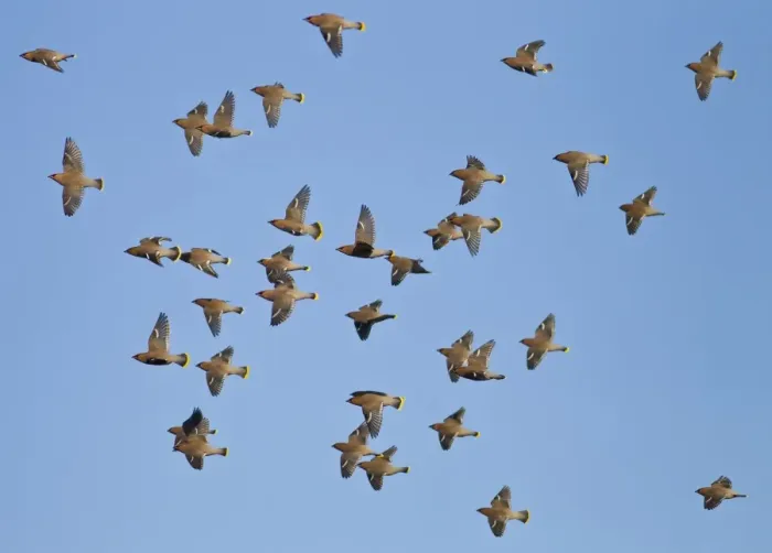 Framed Print : Waxwing - flock in flight - Oxon - UK - January Framed Print : Waxwing - flock in flight - Oxon - UK - January