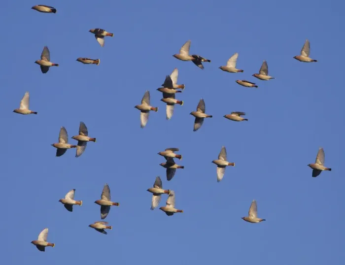 Framed Print : Waxwing - flock in flight - Oxon - UK - January Framed Print : Waxwing - flock in flight - Oxon - UK - January