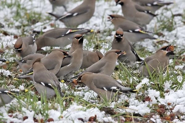 Waxwing - flock on ground in snow feeding on berries of Celtis occidentalis. Alsace - France