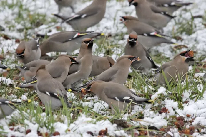 Framed Print : Waxwing - flock on ground in snow feeding on berries of Celtis occidentalis. Alsace - France Framed Print : Waxwing - flock on ground in snow feeding on berries of Celtis occidentalis. Alsace - France