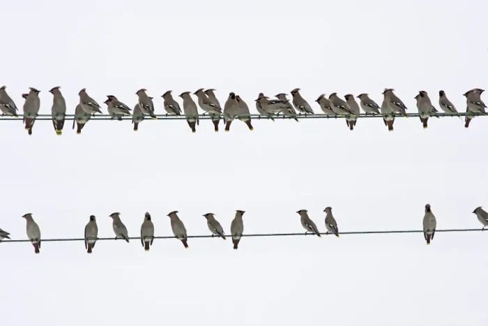 Framed Print : Waxwing - flock resting on wires. Alsace - France Framed Print : Waxwing - flock resting on wires. Alsace - France