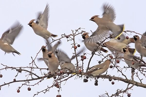 Waxwing - flock taking off from branch. Alsace - France